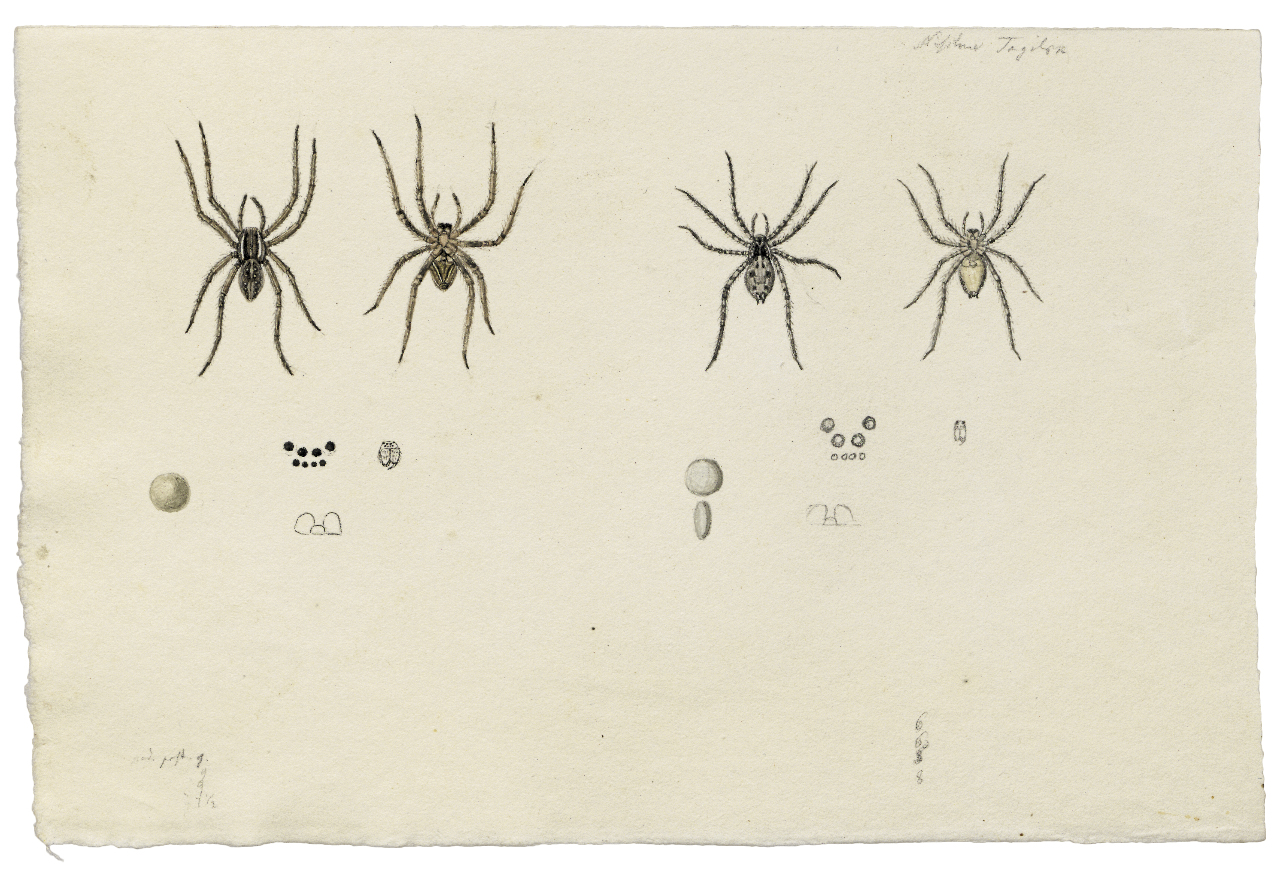 Jagdspinne und Wolfsspinne