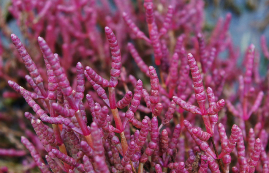 Abb.%203%20Salicornia%20Herbacea.JPG.jpg
